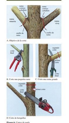 Introducción    El propósito de la poda es tener plantas  fuertes, sanas y atractivas. Esta meta se  puede alcanzar sabiendo cómo, cuán... Pruning Fruit Trees, Growing Fruit Trees, Tree Felling, Tree Pruning, Gardening Techniques, Growing Fruit, Tree Care, Autumn Garden, Trees And Shrubs