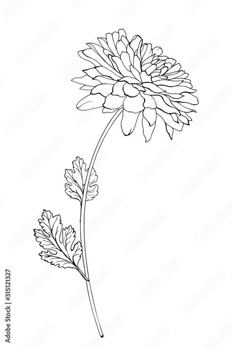 Chrysanthemum Flower Drawing, Crisantemo Tattoo, Chrysanthemum Drawing, Chrysanthemum Flower Tattoo, Outline Flowers, Outline Flower, Flower Chrysanthemum, Butterfly Tattoo Stencil, Chrysanthemum Tattoo