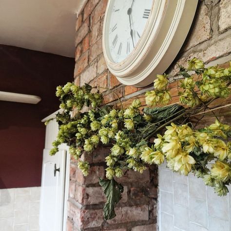 Decorating With Dried Hops, Hops Floral Arrangements, Hops Vine Wreath, Dried Hops Garland, Hops Decor, Hop Vines, Hop Decorations, Hops Vine, Fresh Garlands