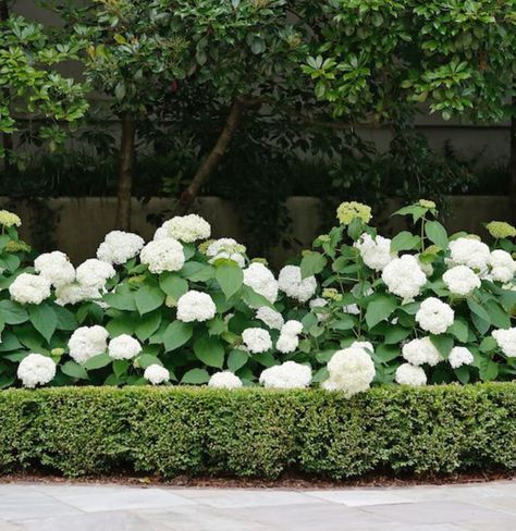 White hydrangea & boxwood. 💚 Love the designs of this landscape architect. @daighrick.la #mylavenderroselife #hydrangea… | Instagram Limelight Hydrangea And Boxwood, Hydrangea And Boxwood Landscaping, Hydrangea And Boxwood, Hydrangea Boxwood, Boxwood Landscaping, Hydrangea Landscaping, Front Lawn Landscaping, Landscape Curbing, Hydrangea Arborescens