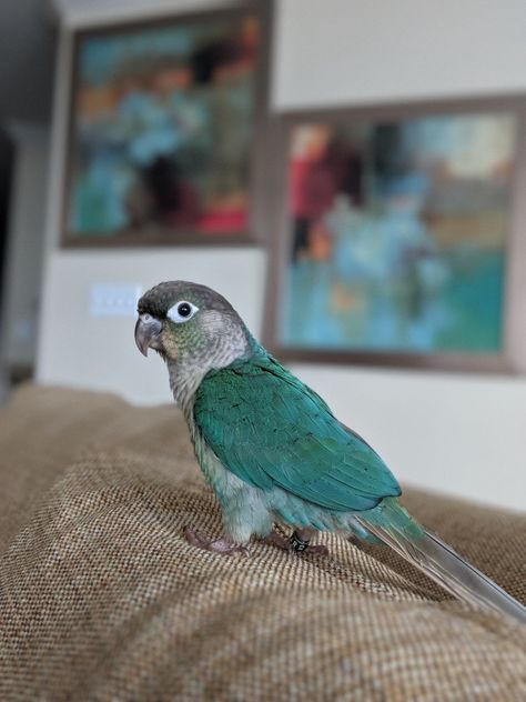 Green Cheek Conure Art, Green Conure Parrot, Conure Aesthetic, Moon Cheek Conure, Green Cheek Conure Cage Setup, Turquoise Conure, Green Conure, Turquoise Green Cheek Conure, Green Cheeked Conure