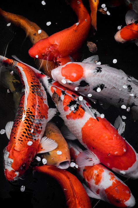 Tokyo Photographer - Lukasz Palka — Koi Types Of Dinosaurs, Koi Pond Design, Goldfish Tank, Cherry Blossom Petals, Ikan Koi, Pond Plants, Pond Design, Aquatic Animals, Space Print