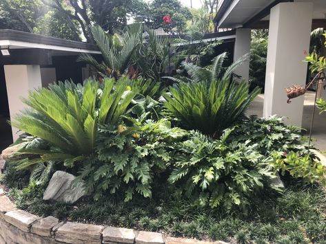 Tropical Planting, Philodendron Xanadu, Shade Landscaping, Palm Trees Landscaping, Tropical Landscape Design, Palm Garden, Ferns Garden, Tropical Garden Design, Tropical Backyard