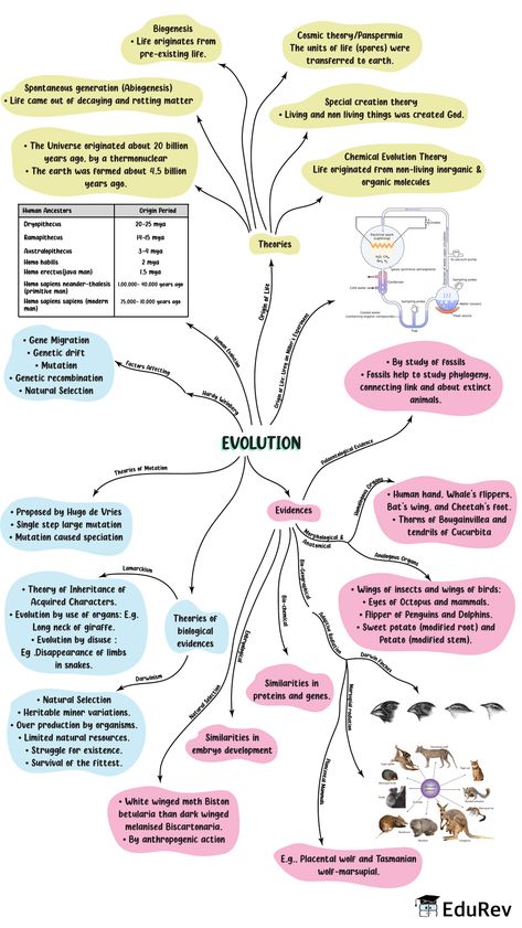 100 Esquemas Médicos - Udocz E28 Evolution Mind Map, Biology Class 12 Mind Maps, Class 12 Biology Notes Evolution, Evolution Notes Class 12, Human Reproduction Mind Map, Notes On Notion, Evolution Notes, Biology Flashcards, Zoology Notes