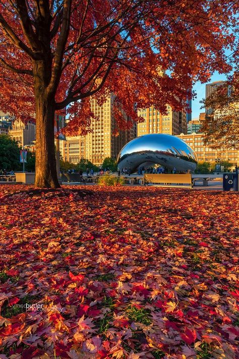 Chicago Sights, Chicago Bean, Chicago Fall, Chicago Things To Do, Chicago Aesthetic, Millennium Park, My Kind Of Town, Chicago Photography, Chicago City