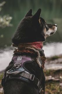 Fluffy Accessories, Urban Dog, Trail Dog, Adventure Dog, Dog Adventure, Dog Gear, Instagram Dogs, Outdoor Dog, Service Dogs