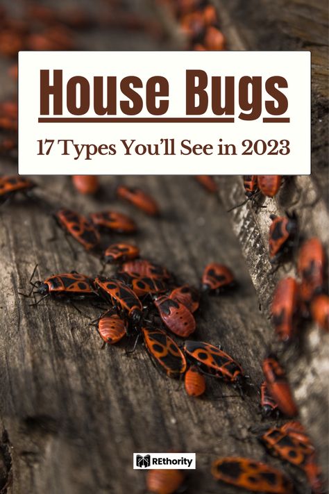 If you're a homeowner, then you know that bugs are inevitable. Unfortunately, many of them you can find right inside your house! From ants to termites to bed bugs, there are a plethora of pests that can make living in your home a real challenge. In this article, we'll explore 17 of the most common house bug types you're likely to see, as well as their potential dangers to your health and property. Read on to learn more about these unwelcome house guests! Household Bugs, Bug Infestation, House Bugs, Bug Type, Bad Bugs, Types Of Bugs, Inside A House, Household Pests, House Guests