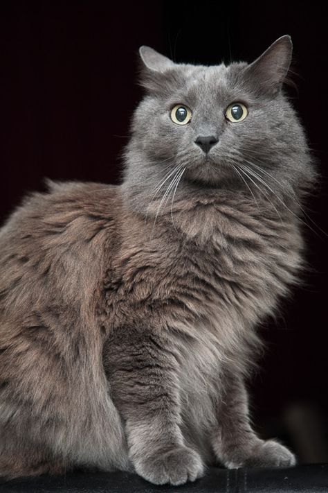 Grey Cat Breeds, Fluffy Cat Breeds, Nebelung Cat, Chartreux Cat, Nebelung, Rare Cat Breeds, Black Kitties, Cat Dark, Cat Species