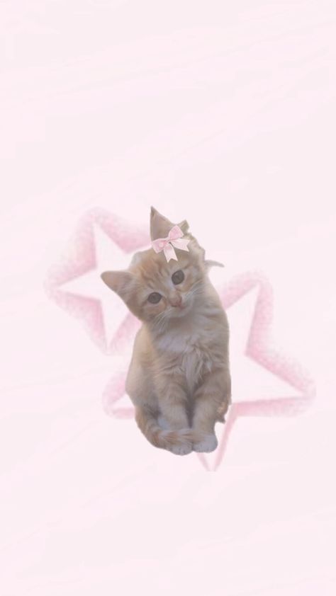 Cat Wallpaper Lockscreen, Pink Kitty Wallpaper, Wallpaper Cats, Cat Pfp, Heart Iphone Wallpaper, Wallpaper Cute, Cats Iphone, Cute Wallpaper, Kitty Wallpaper