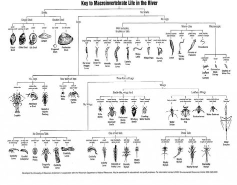 A simple aquatic invertebrate identification key that can be used in order to identify specimens using morphological features 2nd Grade Spelling Words, Dichotomous Key, Spelling Words List, Aquatic Insects, Nature Education, Frog Life, Nature School, Grade Spelling, Interactive Science Notebook