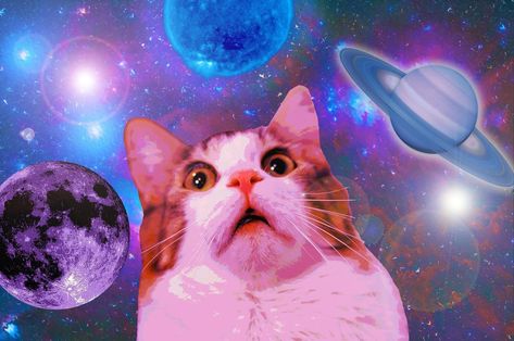 Cat Meme Wallpaper, Shocked Cat, Sf Wallpaper, Funny Cat Wallpaper, World Cat, Cat Background, Nyan Cat, Cat Meme, Cute Cat Wallpaper