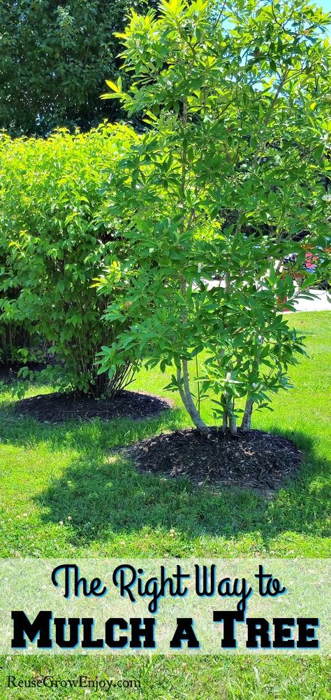 The Right Way to Mulch a Tree Mulch Around Trees, Inexpensive Landscaping, Tree Mulch, Landscaping Around Trees, Mulch Landscaping, Pergola Pictures, Making Plant Pots, Hillside Landscaping, Work Tips