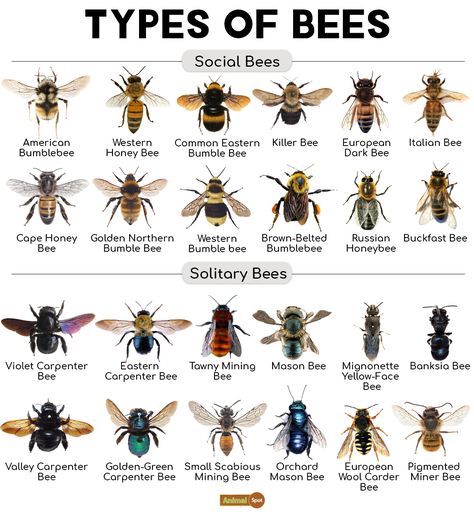 Tawny Mining Bee, Different Types Of Bees, Bee Life Cycle, My Haircut, Types Of Bees, Tiny Creatures, Solitary Bees, Mason Bees, Carpenter Bee