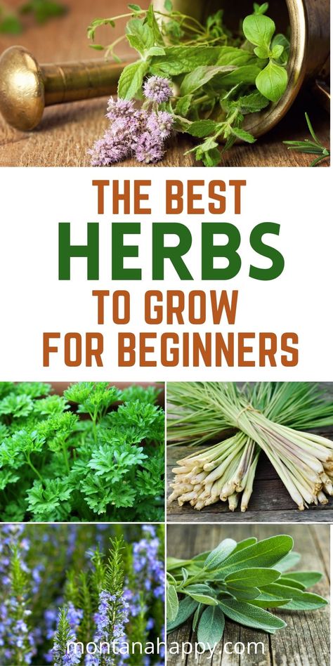 5 photos of fresh herbs - The best herbs to grow for beginners Herbs To Plant Together, Garden Prep, Balcony Herb Gardens, Herb Garden Ideas, Best Herbs To Grow, Herbs To Grow, Growing Herbs Indoors, Garden Sanctuary, Garden Prepping