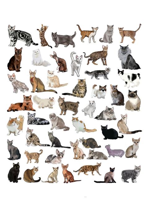 Illustrated Feline Funhouse: Clip Art Cats Fiesta Cat Varieties, Fae Core, Cat Types, Cat Breeds Chart, Different Types Of Cats, Fungi Art, Burmese Cat, Illustration Cat, Cat Christmas Gift