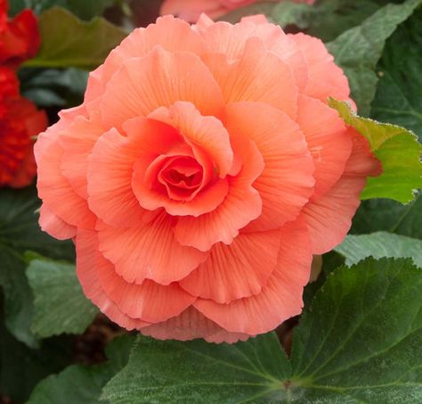 Begonia 'Roseform Peach' is an upright, tender perennial adorned with large and magnificent, fully double, soft peach flowers, up to 4-8 in. across (10-20 cm). Blooming from midsummer to frost, the remarkable blossoms resemble roses with their packed rows of smooth petals. A favorite among the shade loving plants, this elegant tuberous begonia deserves a spot in your beds, borders, window boxes or containers, where its brilliant blooms will brighten your shaded spaces. Begonia Dragon, Begonia Plants, Begonia Flowers, Shade Loving Plants, Begonia Flower, Tuberous Begonia, Rabbit Garden, Colorful Succulents, Backyard Remodel