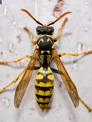 Avispa | by alfonso benayas Macro Fotografia, Cool Insects, Insect Photography, Bees And Wasps, Cool Bugs, Beautiful Bugs, Creepy Crawlies, Arthropods, Insect Art