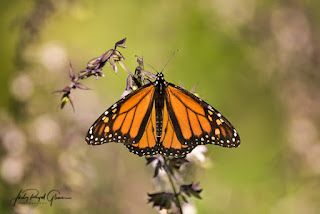 Monarch Butterfly Facts, Western Butterfly, Butterfly Facts, Photo Papillon, Monarch Caterpillar, Butterfly Species, Butterfly Photos, Orange Butterfly, Grand Canyon National Park