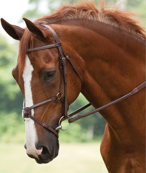 Spirit Horse Movie, Horse Movies, Eventing Horses, Dream Horse, Horse Bridle, Most Beautiful Horses, Horse Portrait, Chestnut Horse, Horse Drawings