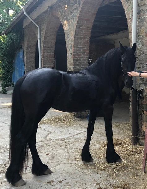 Fresians Horses Black, Fresians Horses Aesthetic, Black Horse Aesthetic, Frisian Horse, Horse In Motion, Percheron Horses, Friesian Stallion, Riding Aesthetic, Cutest Animals On Earth