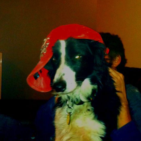 Gangsta Border Collie! Game Changer, Border Collie, Internet, Memes, Red, Black