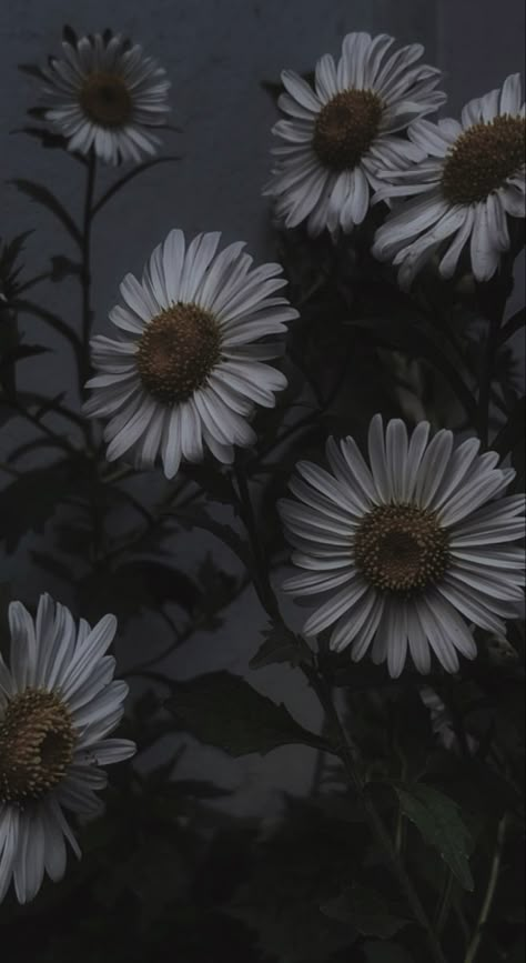 Dark Daisy Aesthetic, Vintage Daisy Aesthetic Wallpaper, Daisy Darker Book Aesthetic, Daisy Darker Aesthetic, Dark Boho Wallpaper, Black Daisy Wallpaper, Daisy Flower Aesthetic Vintage, Papillon Aesthetic, Daisy Wallpaper Aesthetic