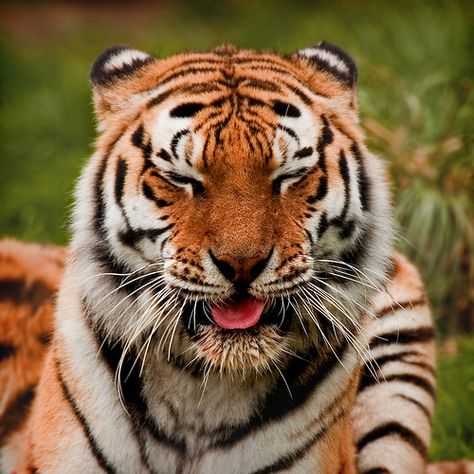 laughing tiger | by Pale Paladin '68 Royal Bengal Tiger, Big Cat Family, Save The Tiger, Animal Photography Wildlife, Made Me Smile, Tiger Pictures, Siberian Tiger, Bengal Tiger, Cat Family