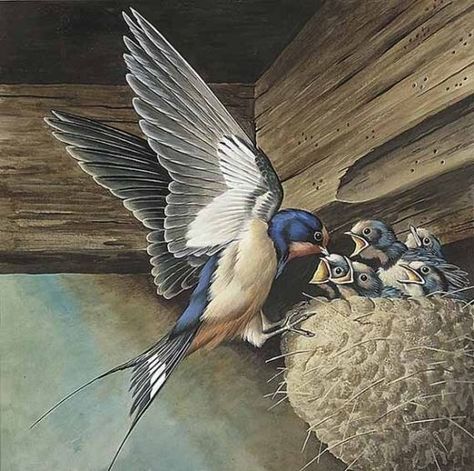 ART. SWALLOW WITH NEST Celebrate Each New Day, Bluebird Painting, Barn Swallow, Baby Birds, Wildlife Paintings, Bird Artwork, Colorful Bird, Nature Birds, Bird Pictures