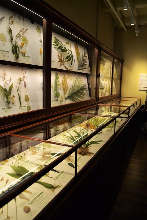 Nature Museum Exhibition, Harvard Museum Of Natural History, Nature Museum Architecture, Nature Science Aesthetic, Nature Exhibition Design, History Museum Design, Museum Exhibit Design, Natural History Museum Aesthetic, Science Museum Aesthetic