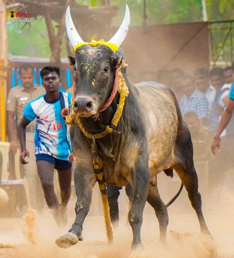 Jallikattu Photos, Rashmika Photos, Birthday Banner Background Hd, Bull Images, Psd Free Photoshop, Funny Effects, Bull Painting, Birthday Banner Background, Banner Background Hd