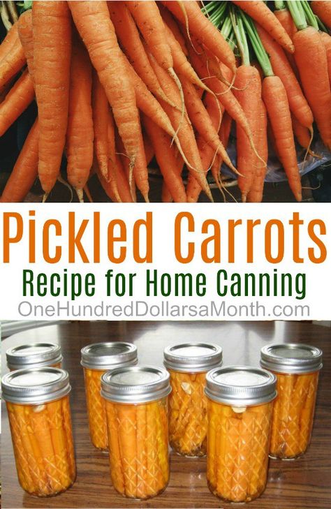 Venison Loin, Dill Carrots, Pickled Carrots Recipe, Pepper Rings, Canning 101, Canning Pickles, Pepper Recipe, Canning Vegetables, Pepperocini Recipes