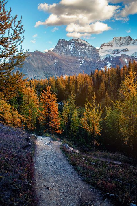 Valley of the Ten Peaks: Larch Valley and Sentinel Pass – A Travel Diary Ontario Canada Travel, Alberta Canada Travel, Larch Tree, Picturesque Landscape, Nature Autumn, Hiking Photography, Future Photos, Canada Road Trip, Parks Canada