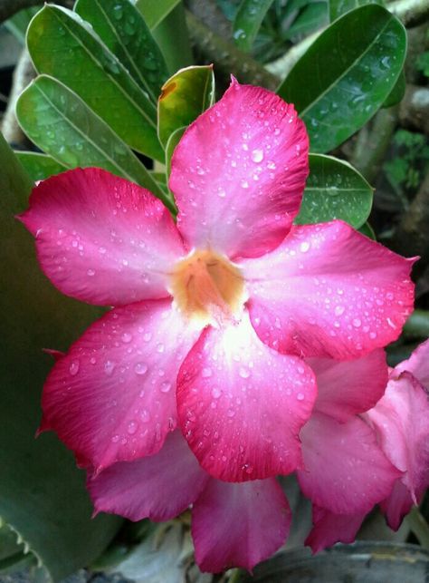 Adenium or kamboja jepang in my front porch after the rain Roses, Montessori, Aktivitas Montessori, After The Rain, Desert Rose, The Rain, Front Porch, Pop Up, Porch