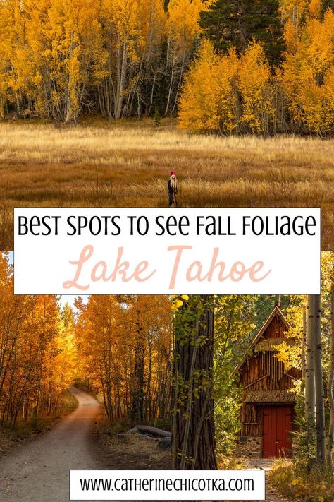 The Best Spots to see Fall Foliage in Lake Tahoe! Heading to Lake Tahoe in the Fall? Check out this ultimate guide to see pictures and locations of the best places to see fall foliage in Lake Tahoe #laketahoe #fallfoliage Tahoe Trip, Fall Road Trip, Autumn Lake, Mount Rainier National Park, South Lake Tahoe, Fall Travel, Fall Pictures, North America Travel, Lake Tahoe