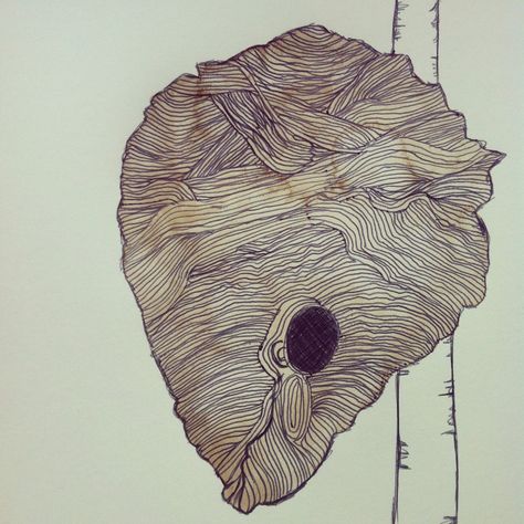 Watercolour and biro wasp nest Wasp Nest Drawing, Wasp Nest Tattoo, Wasp Nest Art, Nest Inktober, Wasp Drawing, Hornet Nest, Learn To Draw Cartoons, Animal Architecture, Biro Drawing