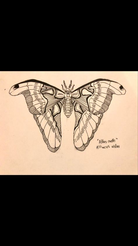 Atlas Moth Tattoo Black And White, Atlas Moth Tattoo Design, Atlas Moth Drawing, Atlas Moth Tattoo, Interesting Tattoos, Large Moth, Moth Drawing, Moth Tattoo Design, Tattoos Inspo