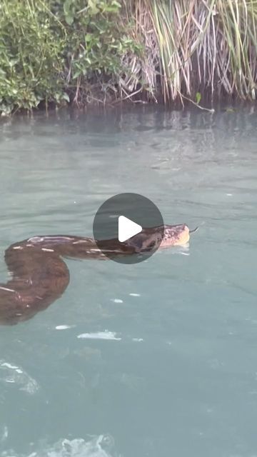 Anaconda Snake Videos, Anaconda Attack, World's Largest Snake, Big Snakes, Weird Old Photos, Snake Video, Baby Bobcat, Giant Anaconda, Wild Life Videos