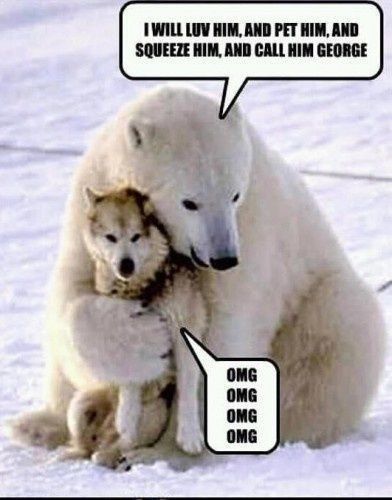 Animal Captions, Regnul Animal, Unlikely Friends, Poor Dog, Funny Bears, Animals Friendship, Polar Bears, Sweet Animals, Animal Photo