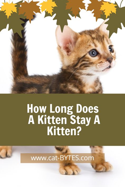 So, you have a new kitten – how long is it going to stay a kitten? What are the stages of kitten growth? Although cats are not considered adults until they are a year old, they aren’t really kittens either for most of that first year. They grow rapidly, and the true kittenish phase only lasts until they are 10-12 weeks old. Join us to find more about a kitten’s growth phases and see how long they truly remain kittens. #KittenGrowth #KittenTimeline University Of Saskatchewan, New Kitten, Newborn Kittens, Bengal Kitten, Kitten Food, Developmental Milestones, Physical Features, Cat Behavior, Cat Facts