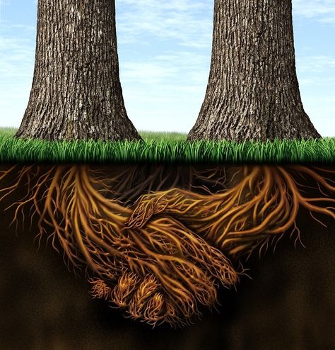 HOW TO PROGRAM THE SUBCONSCIOUS MIND WITH 4 POWERFUL WAYS Roots Illustration, Girl Training, Teamwork Skills, Sacred Tree, Two Trees, Tree Roots, Ernest Hemingway, Photo Images, One Tree