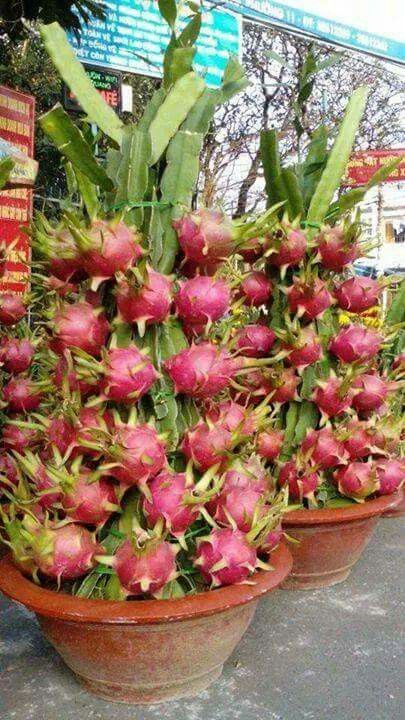 Pink dragon fruit