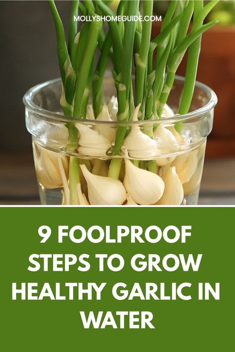 Discover the simple steps on how to grow garlic from a clove in water 🌱✨. It's easier than you think! Learn about this easy and rewarding gardening method that will keep your kitchen stocked with fresh, homegrown garlic. Follow our detailed guide to successfully propagate garlic cloves in water and watch them sprout new roots right before your eyes. Perfect for both experienced gardeners and beginners looking to add some greenery to their indoor space. How To Plant Sprouted Garlic, How To Grow Garlic From A Clove In Water, How To Grow Garlic At Home, Garlic Water For Plants, Growing Garlic From Cloves Indoors, Plant Garlic From Clove, Growing Garlic In Water, How To Grow Garlic Outdoors, Growing Garlic Indoors From Clove