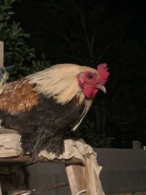 Chicken Aesthetic Animal, Chicken Asthetic Picture, Rooster Aesthetic, King Asmodeus, Cowboy Husband, Chicken Joe, Cottagecore Animals, Aesthetic Farm, Chicken Aesthetic