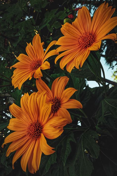 sunrise, sunflower,mexican sunflower, sunflower seeds, flower, sunflower, photography, photo, Mexican Sunflower, Flower Photography, Clay Jewelry Diy, Latin America, Jewelry Diy, Flowers Photography, Clay Jewelry, Art Projects, Mood Board