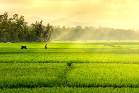 Nature, Crop Insurance, 3840x2160 Wallpaper, Crop Field, Dark Green Wallpaper, Field Wallpaper, Japanese Art Styles, Farm Photography, Blur Background In Photoshop