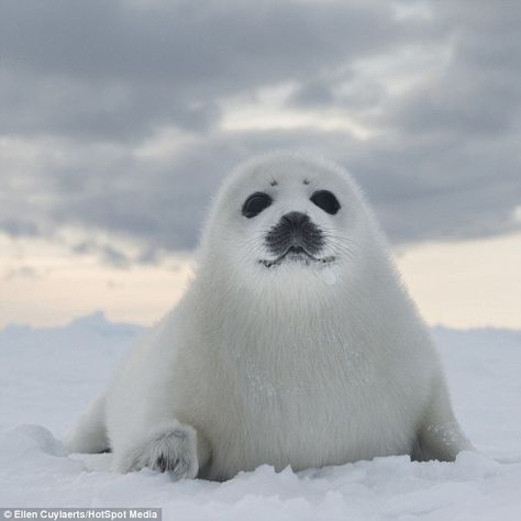 Funny Seal, Wilderness Animals, Funny Seals, Harp Seal, Cute Seals, Seal Pup, Baby Seal, St Lawrence, Cute Pets