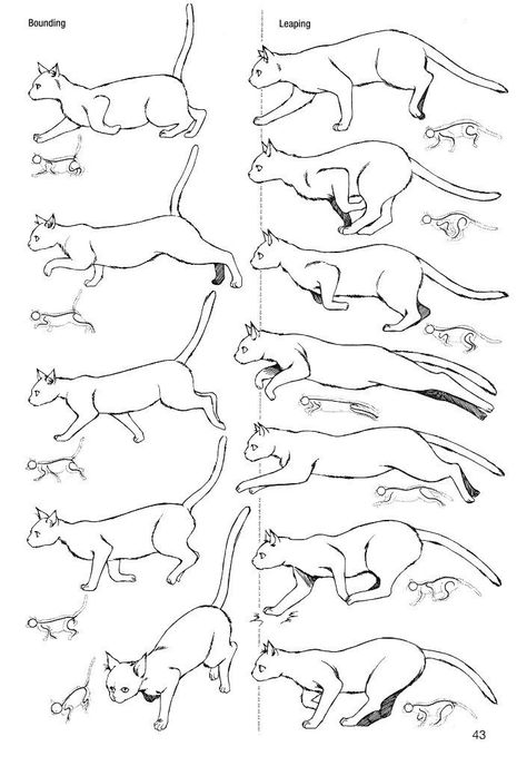 Cat Drawing Tutorial, Cats Art Drawing, Cat Anatomy, Flower Drawing Tutorials, Animal Illustration Art, Drawing Animals, Manga Drawing Tutorials, Cat Sketch, Warrior Cats Art