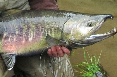 Trip Goals, Chum Salmon, Photos Of Fish, Ghost Sightings, Unique Fish, Salmon Run, Cool Fish, Salmon Fish, Number 15