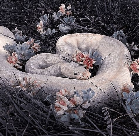 Karla + Core + Aesthetic, Daniela + Core + Aesthetic, Garden Snakes, Pretty Snakes, Love Bears All Things, Cute Reptiles, Cute Snake, White Snake, Ball Python