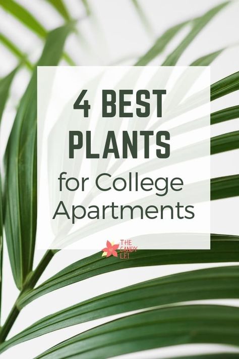 4 Best Plants for Apartments - The Candy Lei Plants For Apartments, Post College Life, Plants Tips, Candy Lei, College Apartments, Life After College, College Dorms, College Advice, After College